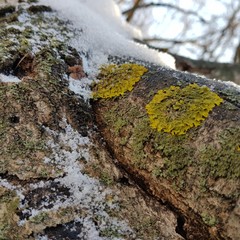 A tree with lichen