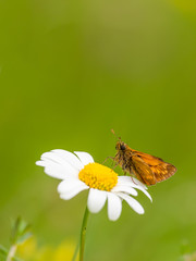 Large Skipper butterfly (Ochlodes venata) resting