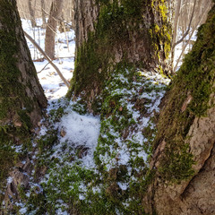 A tree with moss and snow on it