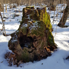 Hollow stump