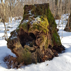 Hollow stump