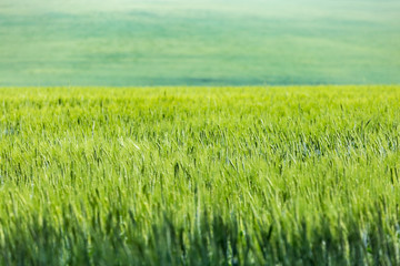 Green ears of wheat or rye in a field. Ukrainian wheat. Agriculture green field natural background. Selective focus.