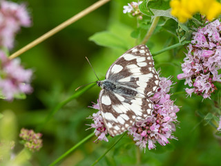 Marbled white butterfly on marjoram flower