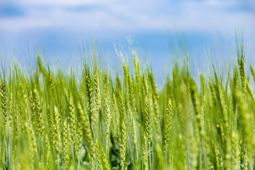 Closeup of green ears of wheat or rye in a field. Ukrainian wheat. Agriculture field background. Selective focus.
