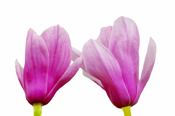Beautiful purple flowers on white