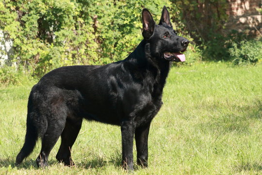 Young big black dog (German shepherd, Alsatian) standing (stand) outside (outdoor) at sunny day and look to side and stick out tongue and background is green.