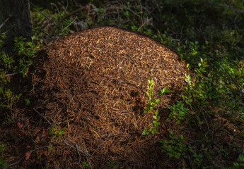 Big anthill in the forest