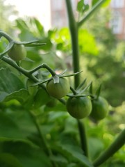 Fototapeta premium green, tomate, essen, garden, pflanze, gemüse, ackerbau, tomate, blatt, natur, bio, obst, ast, gesund, frisch, auflösungszeichen, gewächshaus, bauernhof, anbau, grünere, vegetarier, wachsen, wachstum,