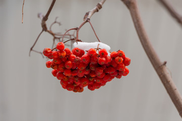 Rowan berries close-up. Winter, snow on the bunch. © JoyNik