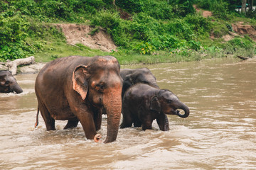 Elephant and its baby crossing through river. 