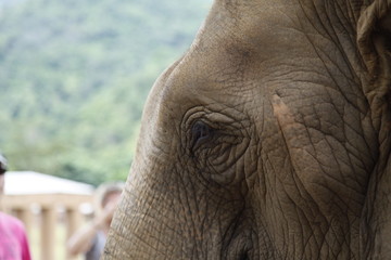 Closeup of elephant eye. Elephant Nature Park, Chiang Mai. Elephant rescue 