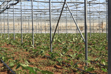 Global trade with mass production of green goods on sunny Sicily in Italy. Amount (many) plants of aubergine, eggplant or brinjal (Solanum melongena)