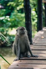 Monkey sitting on wooden bridge in jungle. macaque. nature.