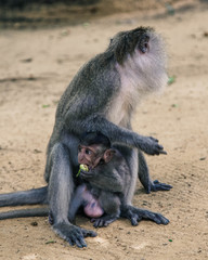 Macaque protecting its baby while eating. Monkey and infant