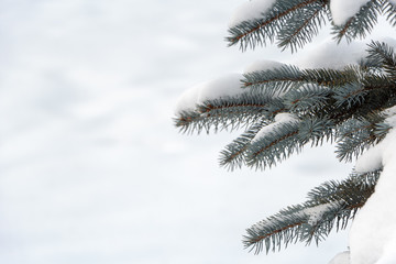 Branches of blue spruce covered with snow. Free space.