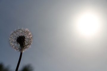 White dandelion against the sky and the sun.