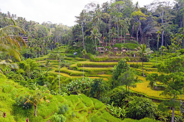 Fototapeta na wymiar Aerial from jatiluweh rice terraces on Bali Indonesia