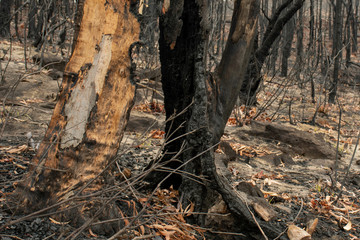 Fototapeta na wymiar Australian bushfire aftermath: eucalyptus tree burnt completely from inside and only empty bark is still staying