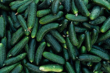 cucumber background top view