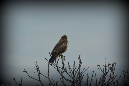 buse, rapace