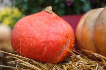 Decorative orange pumpkin, soft focus.