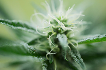 Beautiful flowering marijuana plant. Cannabis plant in flower. Natural medicine, higher healing. Cannabis industry, organic farming. Hemp buds, growing marijuana. Weed in bloom, outdoor lighting