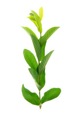 Tropical leaves foliage plant bush floral arrangement nature backdrop isolated on white background, clipping path included.