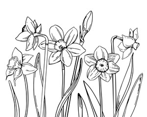 Composition with narcissus in a row on the bottom of the page. Hand drawn outline vector sketch illustration