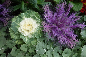 冬のカラフルな葉牡丹