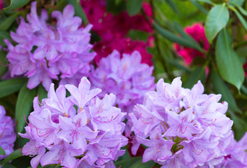 Pink Azaleas flowers isolated on green background.