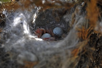only the hatched Chicks of a small bird and the eggs in the nest