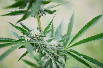 Beautiful flowering marijuana plant. Cannabis plant in flower. Natural medicine, higher healing. Cannabis industry, organic farming. Hemp buds, growing marijuana. Weed in bloom, outdoor lighting