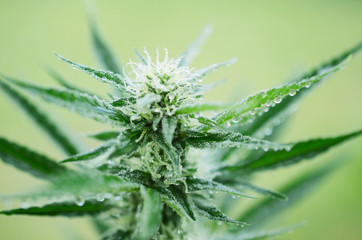 Beautiful flowering marijuana plant. Cannabis plant in flower. Natural medicine, higher healing. Cannabis industry, organic farming. Hemp buds, growing marijuana. Weed in bloom, outdoor lighting