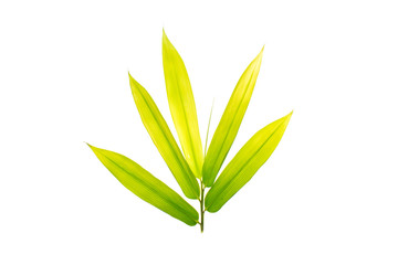 Tropical leaves foliage plant bush floral arrangement nature backdrop isolated on white background, clipping path included.