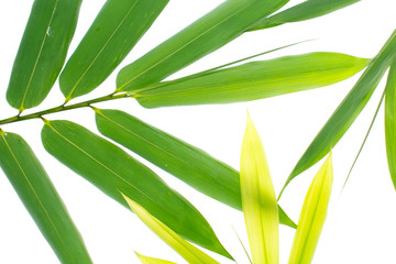 Tropical leaves foliage plant bush floral arrangement nature backdrop isolated on white background, clipping path included.