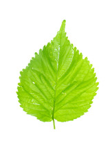 Tropical leaves foliage plant bush floral arrangement nature backdrop isolated on white background, clipping path included.