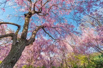 Beautiful sakura flower with blue sky background