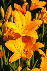 Obraz premium beautiful orange lilies in the garden. Shot with a macro lens-in sharpness and stamens and pistils.