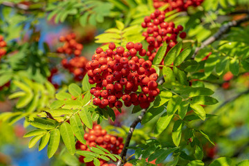 Rowan berries hanging in clusters in sunlight