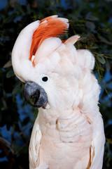 CACATOES A HUPPE ROUGE cacatua moluccensis
