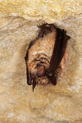 GRAND RHINOLOPHE rhinolophus ferrumequinum