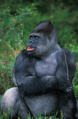 Fototapeta premium GORILLE DE PLAINE gorilla gorilla graueri