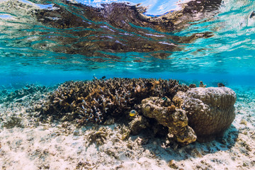 Underwater view with corals and fish in blue sea