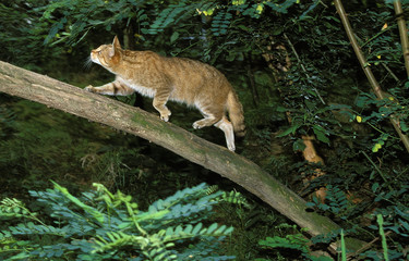 CHAT SAUVAGE D'EUROPE felis silvestris