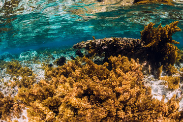 Underwater scene with corals and seaweed in tropical sea