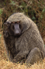 BABOUIN DOGUERA papio anubis