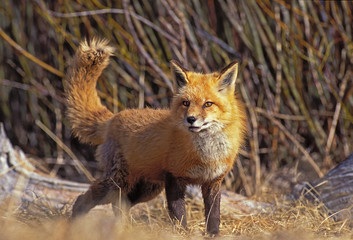RENARD ROUX vulpes vulpes