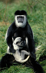 COLOBE GUEREZA colobus guereza