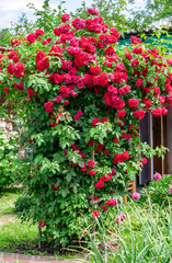 huge blooming rose Bush. Comfort in the garden. Gardening.