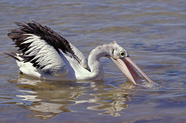 PELICAN A LUNETTES pelecanus conspicillatus